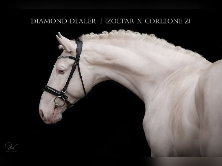 Polish Halfbred Stallion Cremello in Moisdon-La-Riviere