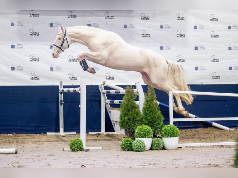 Polish Halfbred Stallion Cremello in Moisdon-La-Riviere