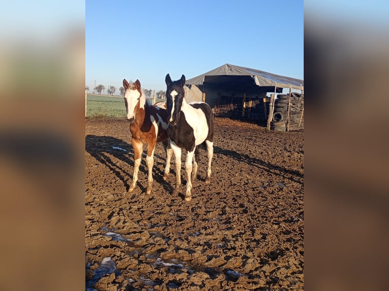Polish Halfbred Mix Stallion Foal (04/2025) 14,2 hh Tobiano-all-colors in Ko&#x17A;min Wielkopolski