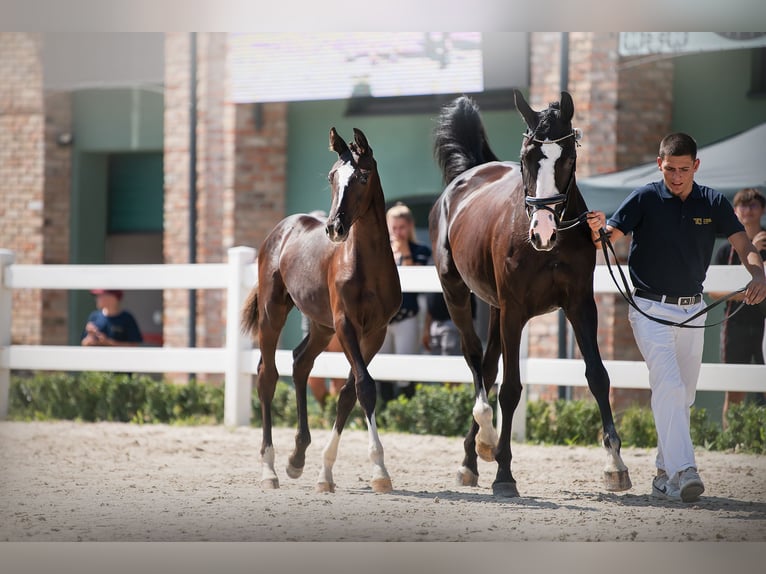 Polish Halfbred Stallion Foal (03/2024) 16,1 hh Black in Barwałd średni