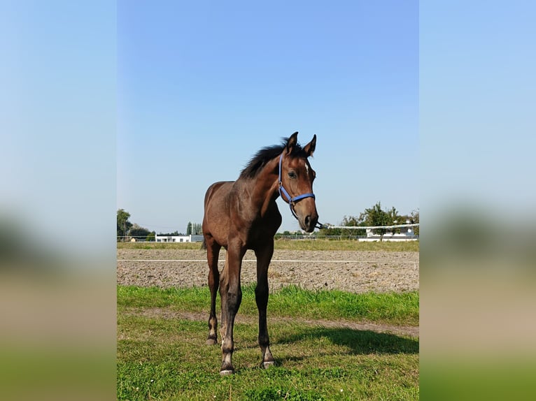 Polish Halfbred Stallion Foal (04/2024) 16,2 hh Brown in Wolsztyn