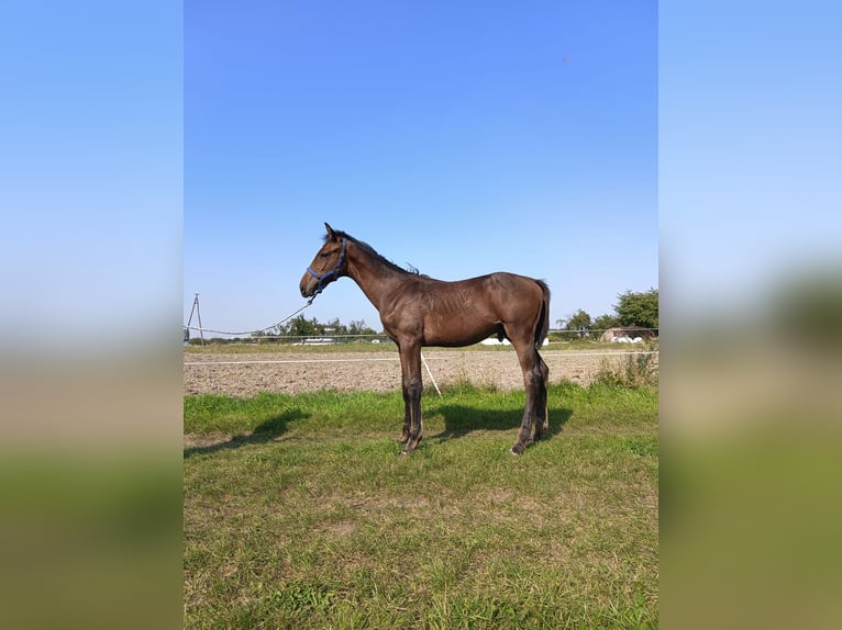 Polish Halfbred Stallion Foal (04/2024) 16,2 hh Brown in Wolsztyn