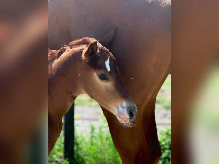 Polish Halfbred Stallion Foal (05/2024) 16,2 hh Chestnut-Red in Żołędowo