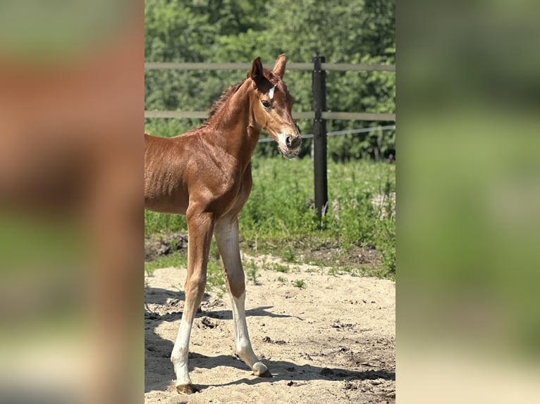 Polish Halfbred Stallion Foal (05/2024) 16,2 hh Chestnut-Red in Żołędowo