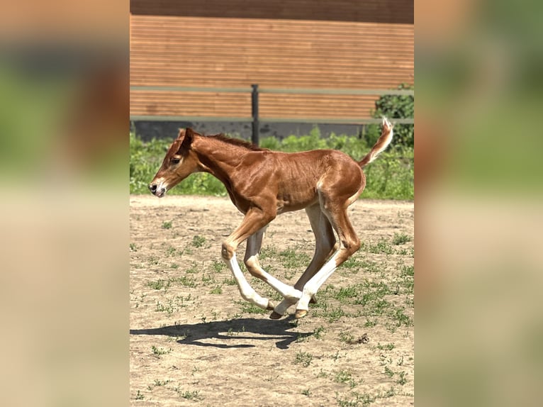 Polish Halfbred Stallion Foal (05/2024) 16,2 hh Chestnut-Red in Żołędowo