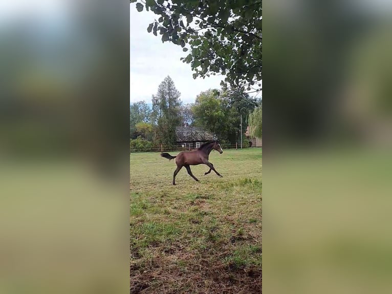 Polish Halfbred Stallion Foal (03/2024) 16,2 hh Gray in Łańcut