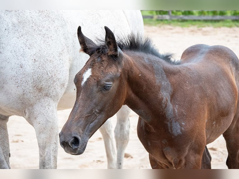 Polish Halfbred Stallion Foal (05/2024) 16,2 hh Gray in Zagnańsk