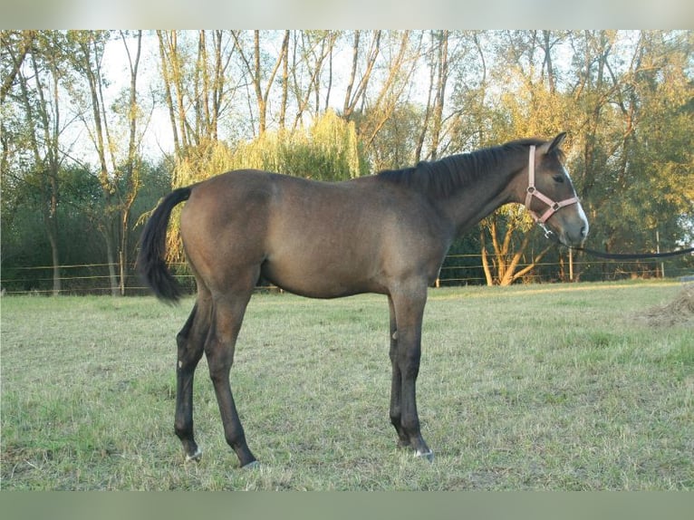 Polish Halfbred Stallion Foal (03/2024) 16,2 hh Gray in Łańcut