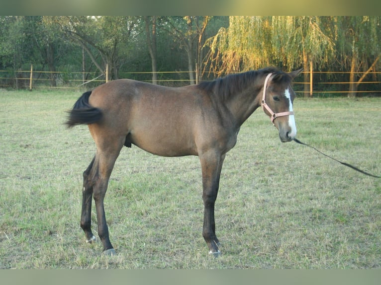 Polish Halfbred Stallion Foal (03/2024) 16,2 hh Gray in Łańcut