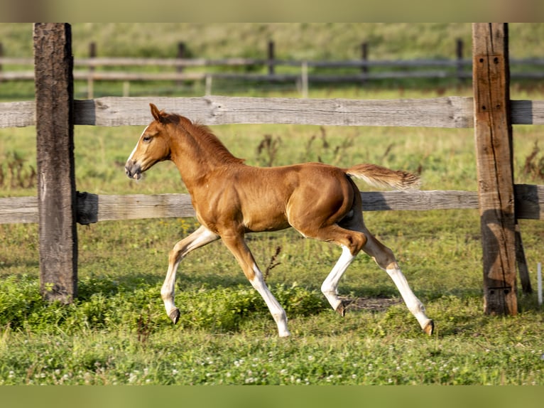 Polish Halfbred Stallion Foal (06/2024) 16 hh Chestnut-Red in GŁOGÓW