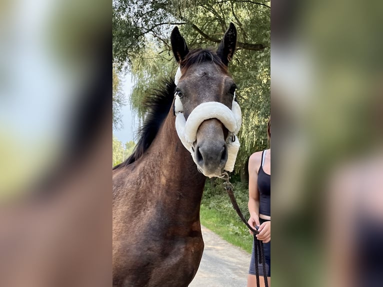 Polish Halfbred Stallion Foal (03/2024) 16 hh Gray in Wawrzeńczyce