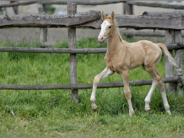 Polish Halfbred Stallion  16,1 hh Palomino in piecowice