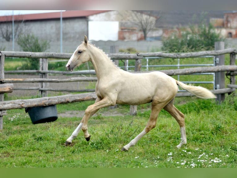 Polish Halfbred Stallion  16,1 hh Palomino in piecowice
