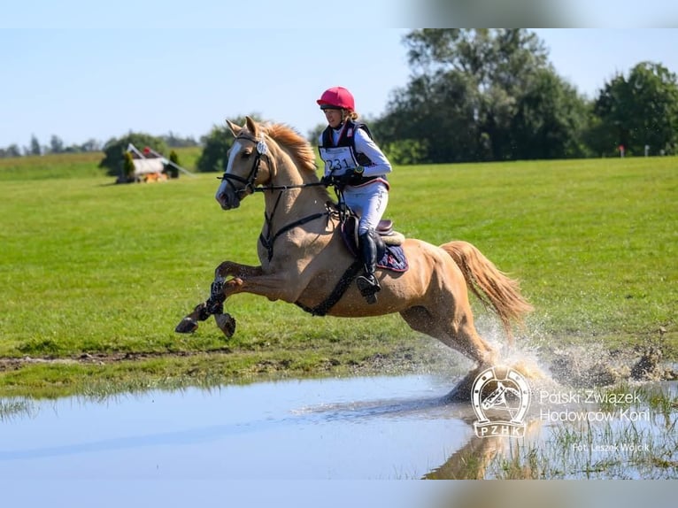 Polish Halfbred Stallion  16,1 hh Palomino in piecowice