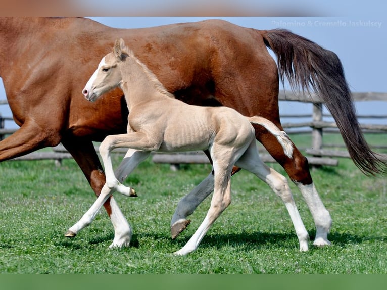 Polish Halfbred Stallion  16,1 hh Palomino in piecowice