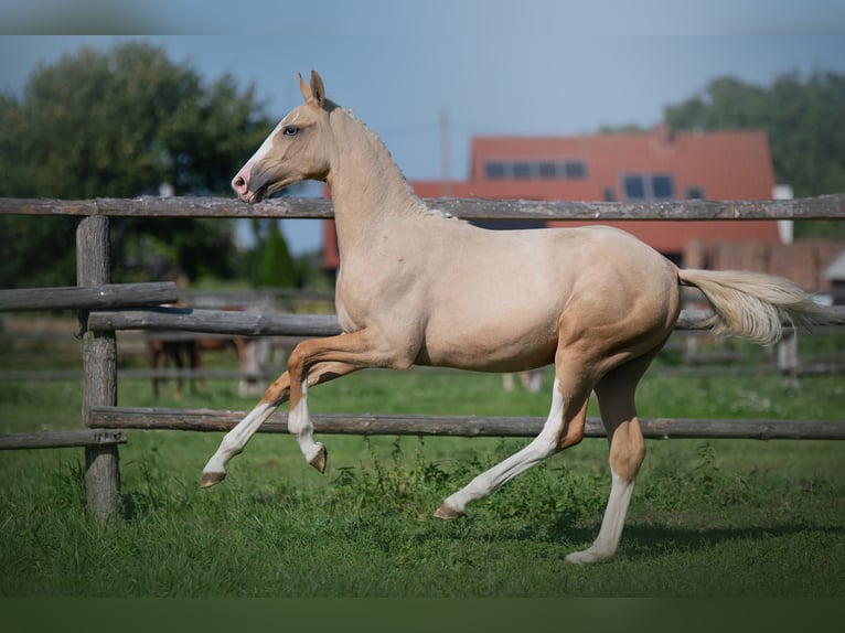 Polish Halfbred Stallion  16,1 hh Palomino in piecowice