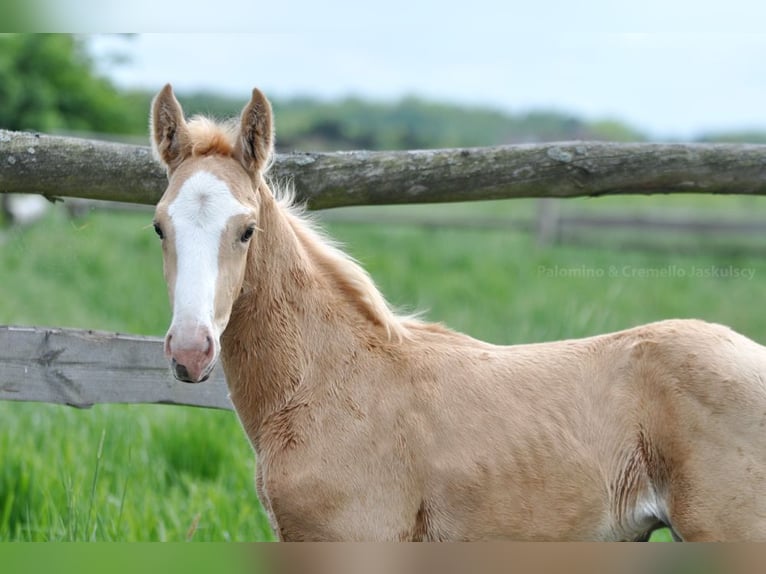 Polish Halfbred Stallion  16,1 hh Palomino in piecowice