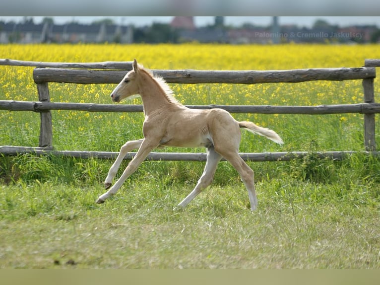 Polish Halfbred Stallion  16,1 hh Palomino in piecowice