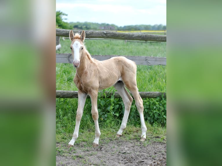 Polish Halfbred Stallion  16,1 hh Palomino in piecowice