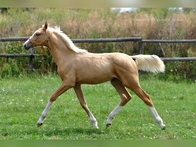 Polish Halfbred Stallion  16,1 hh Palomino in piecowice