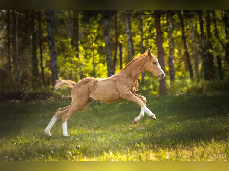 Polish Halfbred Stallion Foal (03/2025) 16,2 hh Palomino in Grudzi&#x105;dz