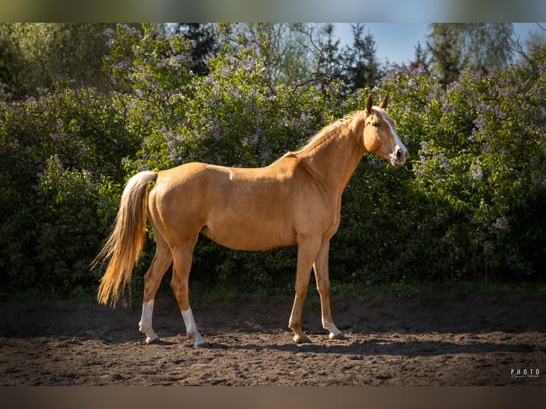 Polish Halfbred Stallion Foal (03/2025) 16,2 hh Palomino in Grudzi&#x105;dz