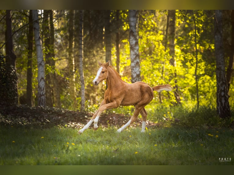 Polish Halfbred Stallion  16,2 hh Palomino in Grudzi&#x105;dz