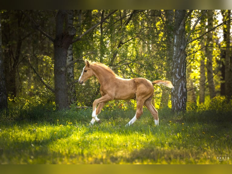 Polish Halfbred Stallion  16,2 hh Palomino in Grudzi&#x105;dz