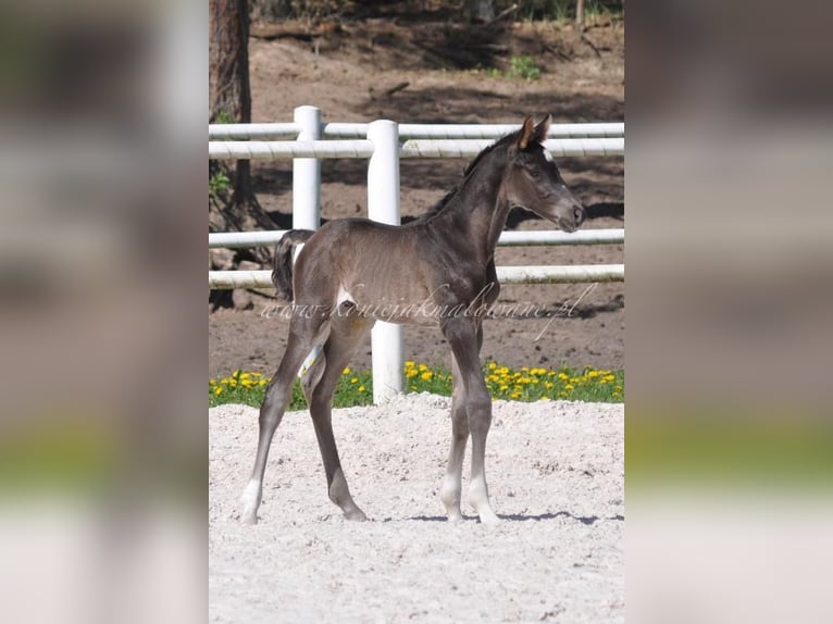 Polish Halfbred Stallion  Black in Pilchowo