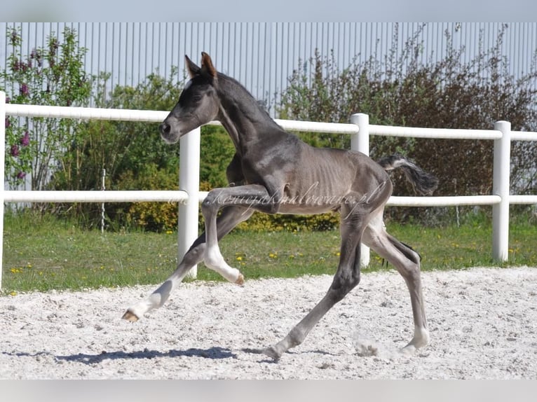 Polish Halfbred Stallion  Black in Pilchowo