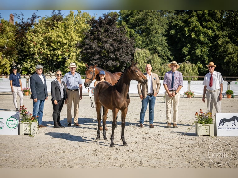 Polish Halfbred Mix Stallion Foal (02/2024) Brown in Bydgoszcz