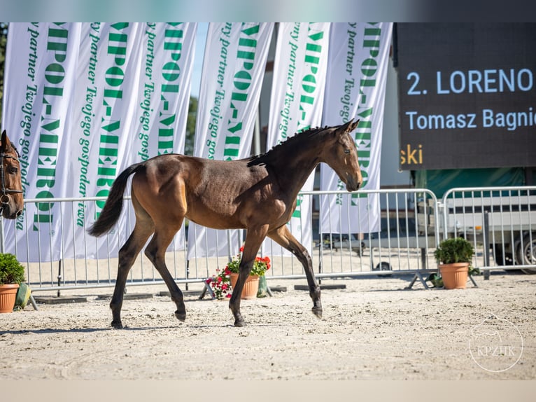 Polish Halfbred Mix Stallion Foal (02/2024) Brown in Bydgoszcz