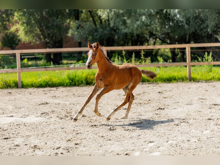 Polish Halfbred Stallion Foal (06/2025) Brown in Stalewo