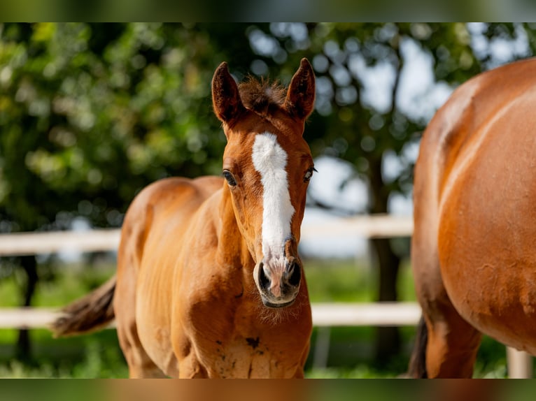 Polish Halfbred Stallion Foal (06/2025) Brown in Stalewo