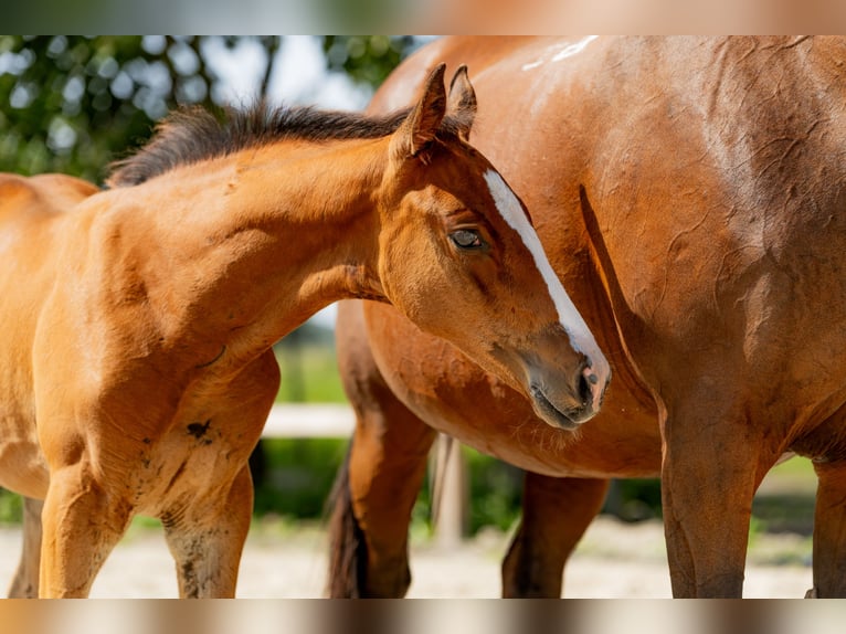 Polish Halfbred Stallion Foal (06/2025) Brown in Stalewo