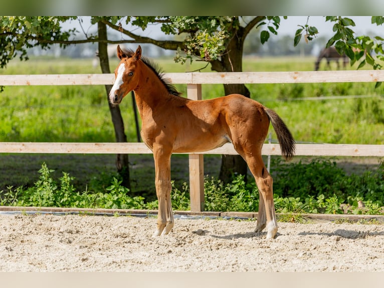 Polish Halfbred Stallion Foal (06/2025) Brown in Stalewo