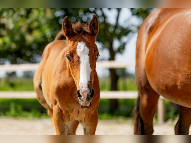 Polish Halfbred Stallion Foal (06/2025) Brown in Stalewo