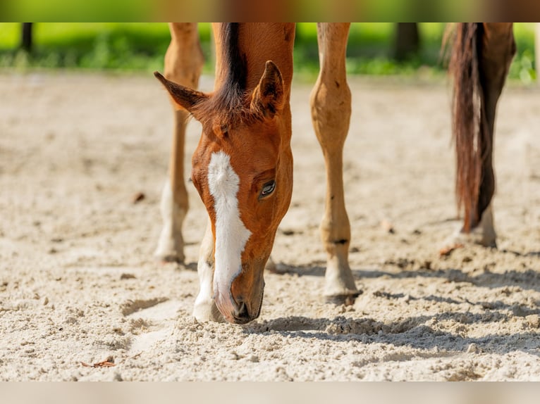 Polish Halfbred Stallion Foal (06/2025) Brown in Stalewo