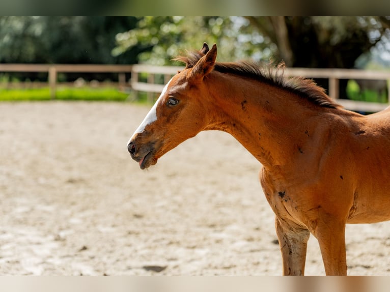 Polish Halfbred Stallion Foal (06/2025) Brown in Stalewo