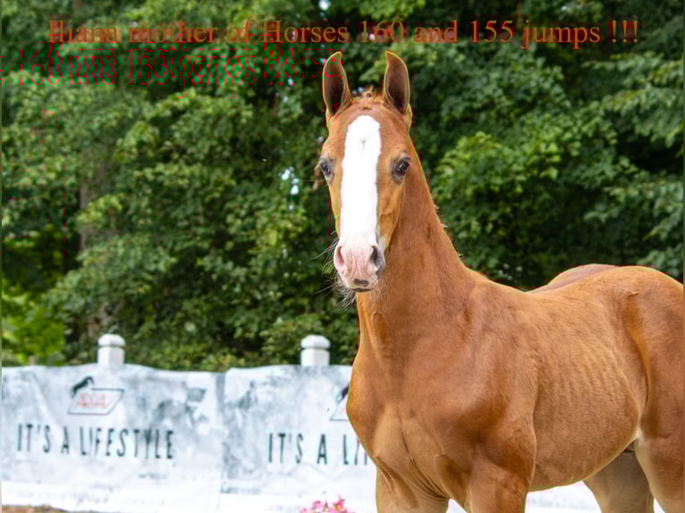 Polish Halfbred Stallion Foal (06/2025) Chestnut-Red in Branica