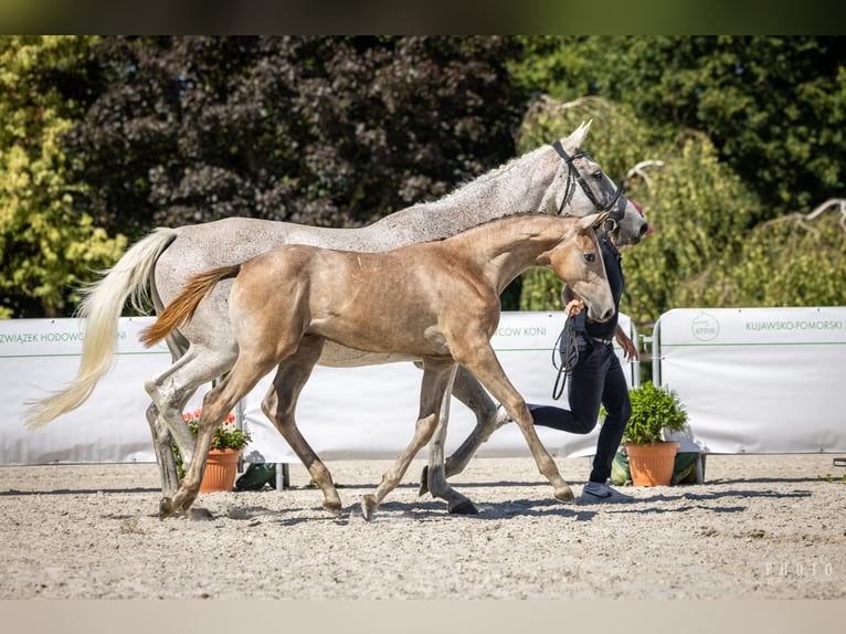 Polish Halfbred Stallion Foal (03/2024) Gray in Podzamek Golubski