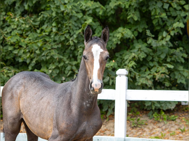 Polish Halfbred Stallion Foal (05/2025) Grey in Branica
