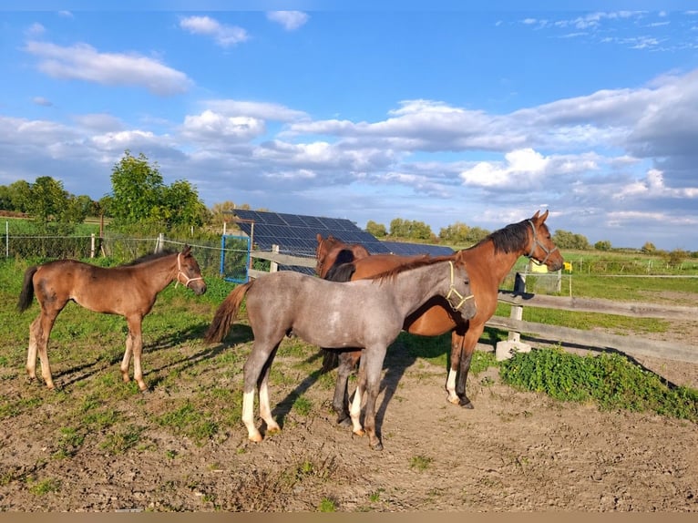 Polish Halfbred Stallion Foal (03/2026) Grey in Mirowo