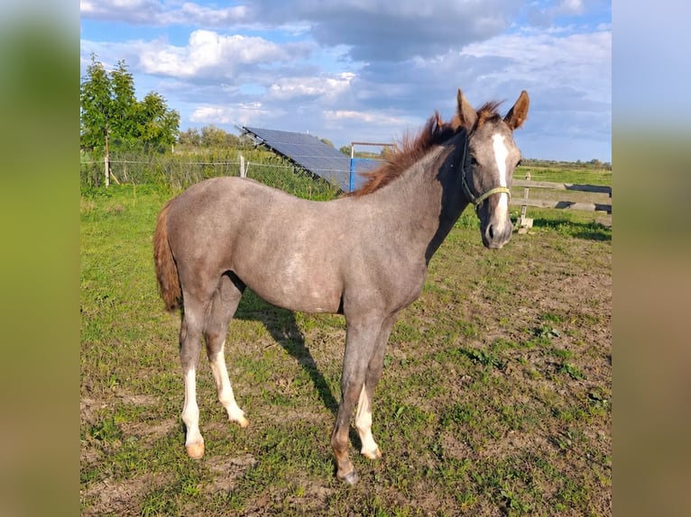 Polish Halfbred Stallion Foal (03/2026) Grey in Mirowo
