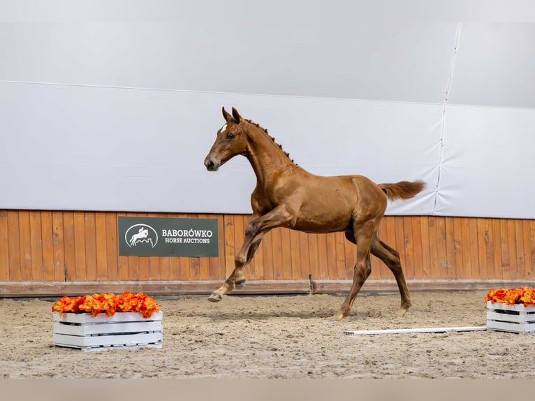 Polish Halfbred Stallion Foal (03/2025) in Babor&#xF3;wko