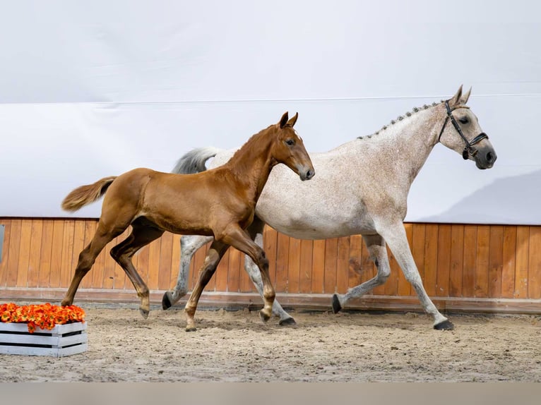 Polish Halfbred Stallion Foal (03/2025) in Babor&#xF3;wko