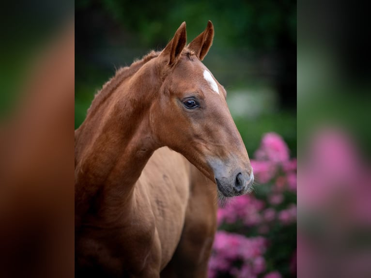 Polish Halfbred Stallion Foal (03/2025) in Babor&#xF3;wko