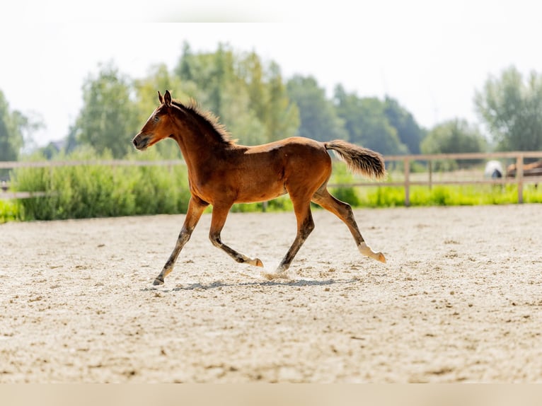 Polish Halfbred Stallion Foal (05/2025) in Stalewo
