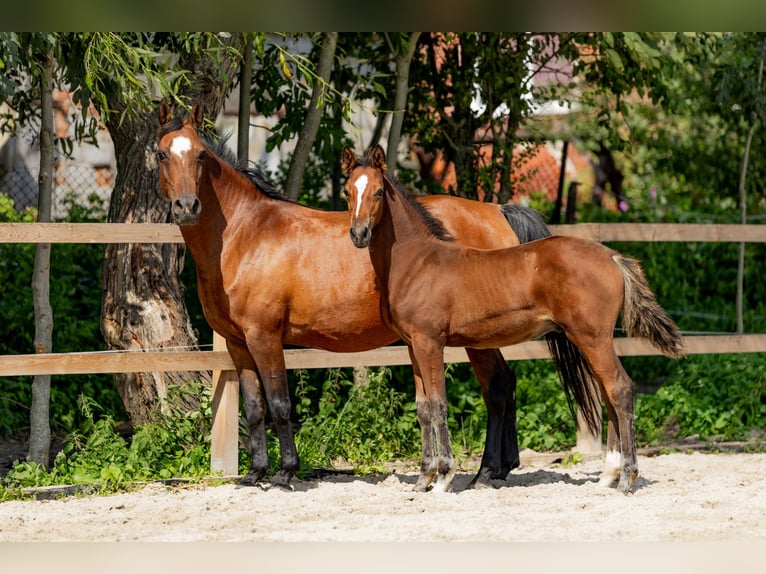Polish Halfbred Stallion Foal (05/2025) in Stalewo