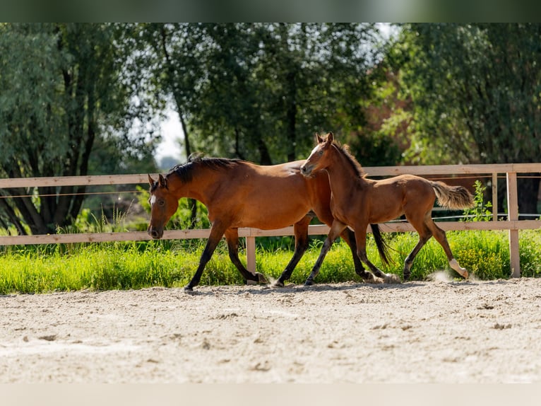Polish Halfbred Stallion Foal (05/2025) in Stalewo